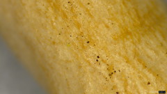 Lactarius pterosporus