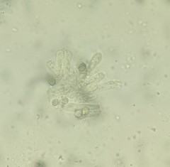 Lactarius pterosporus