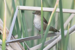 Locustella luscinioides