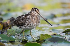 Common Snipe photo 4