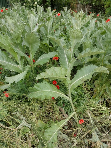 Magareći trn (Onopordum acanthium)