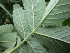 Rosa × kamtschatica