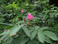 Rosa × kamtschatica