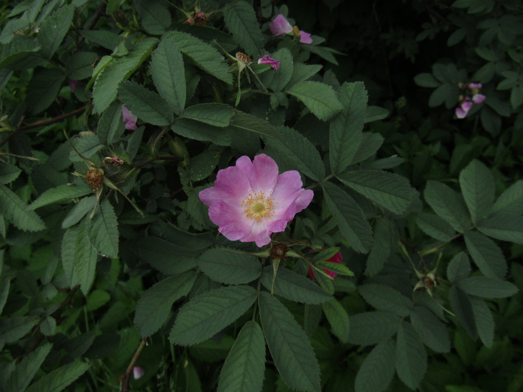 Rosa × kamtschatica