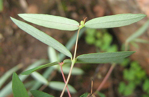 Euphorbia neopolycnemoides image