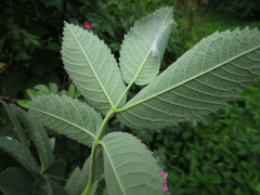 Rosa × kamtschatica