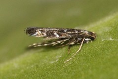 Parectopa ononidis