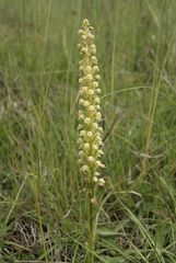 Orchis anthropophora