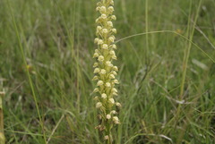 Orchis anthropophora