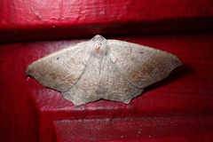 Prochoerodes forficaria