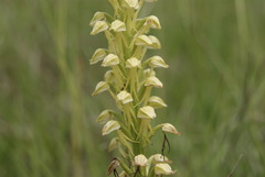 Orchis anthropophora