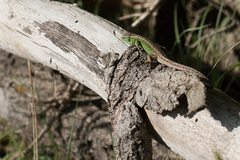 Lacerta agilis