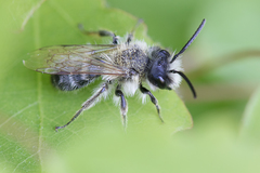 Andrena