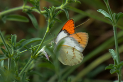 Colotis annae