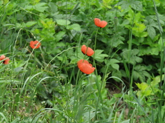 Papaver dubium dubium