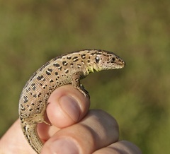 Lacerta agilis