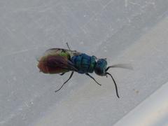 Chrysis comparata
