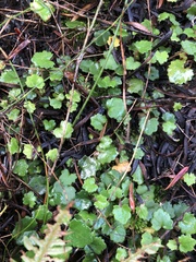 Actinotus repens