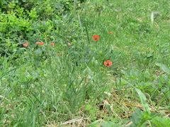 Papaver dubium dubium