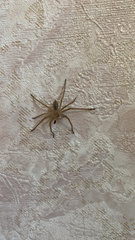 Olios sericeus