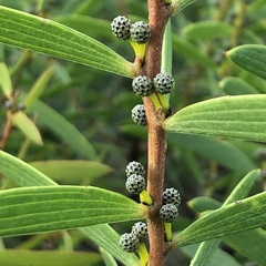 Acacia cochlearis