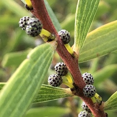 Acacia cochlearis