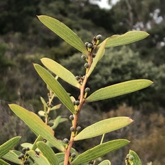 Acacia cochlearis