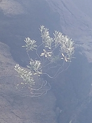 Helichrysum obconicum