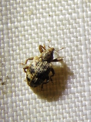 Conotrachelus recessus