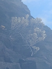 Helichrysum obconicum