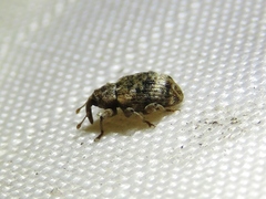 Conotrachelus recessus