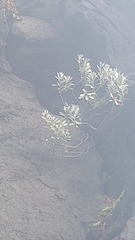 Helichrysum obconicum