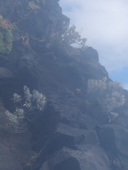 Helichrysum obconicum