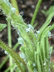 Macrosiphum albifrons