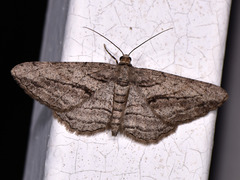 Peribatodes correptaria