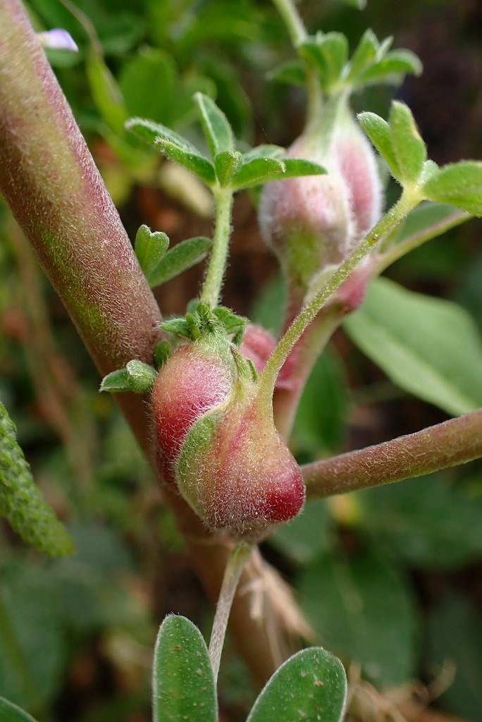 Lupine Bud Gall Midge