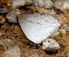 Curetis santana