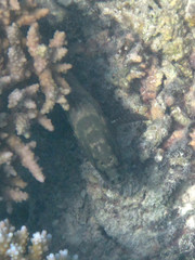 Epinephelus