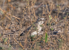 Crithagra reichenowi