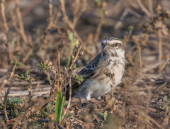 Crithagra reichenowi