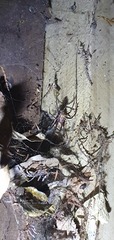 Cambridgea foliata