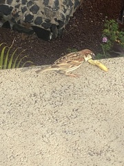 Passer hispaniolensis hispaniolensis