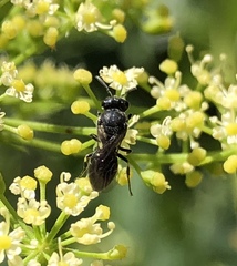 Pastinaca sativa sativa
