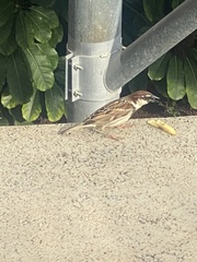 Passer hispaniolensis hispaniolensis