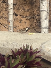 Passer hispaniolensis hispaniolensis