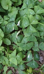 Oxalis triangularis