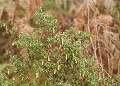 Correa reflexa lobata