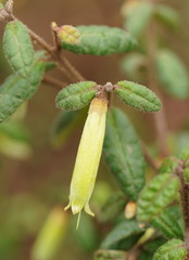 Correa reflexa lobata