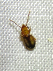 Laemophloeus terminalis