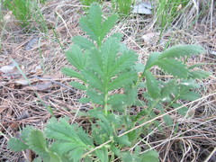 Potentilla longifolia